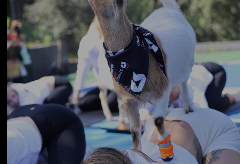 A goat in a Stripchat House bandana standing on a model's back during goat yoga on the court