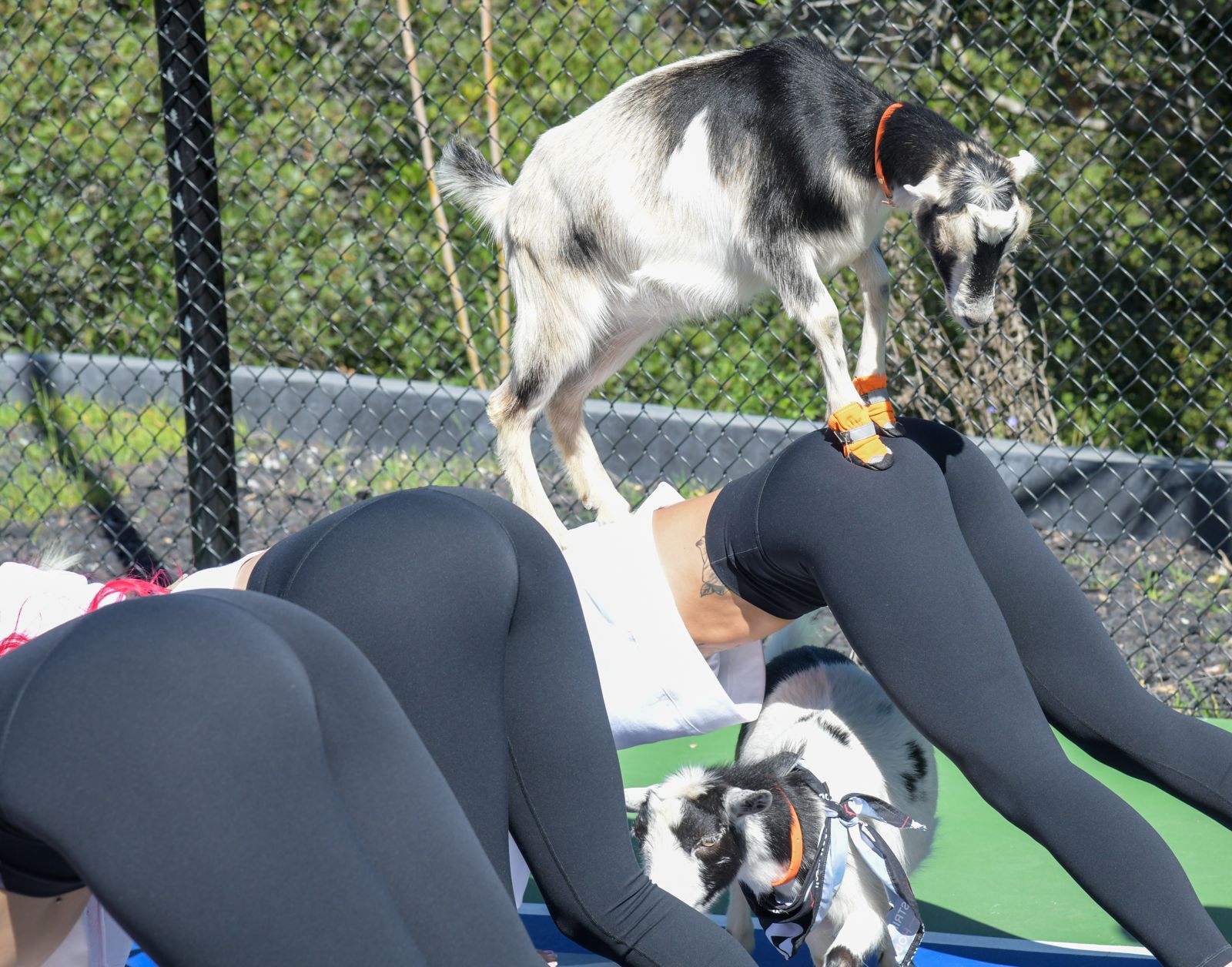 Goat yoga session on the pickleball court at the Stripchat House Hollywood, goats climbing on cast members' backs