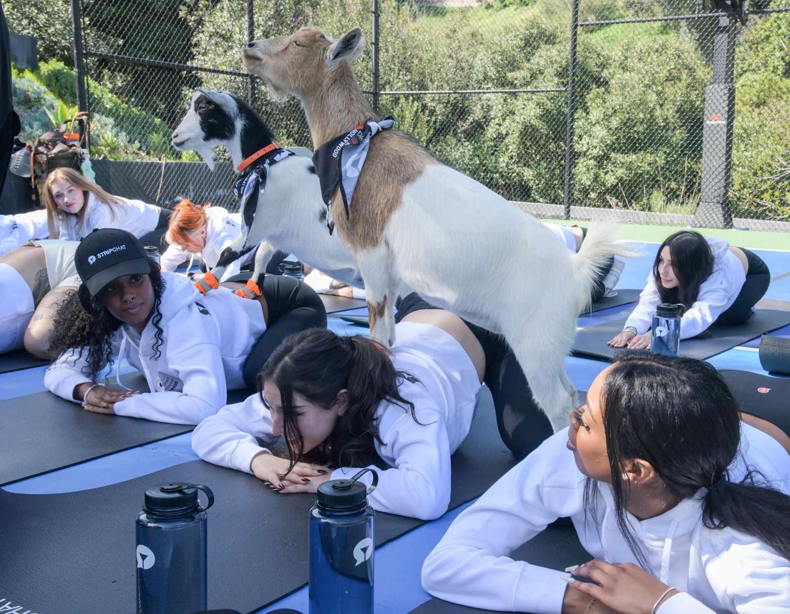 Goat yoga session on the pickleball court at the Stripchat House Hollywood, goats climbing on cast members' backs