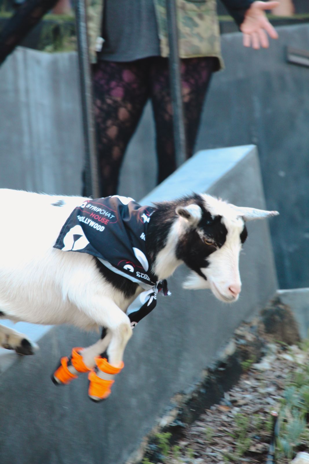 Goat yoga session on the pickleball court at the Stripchat House Hollywood, goats climbing on cast members' backs