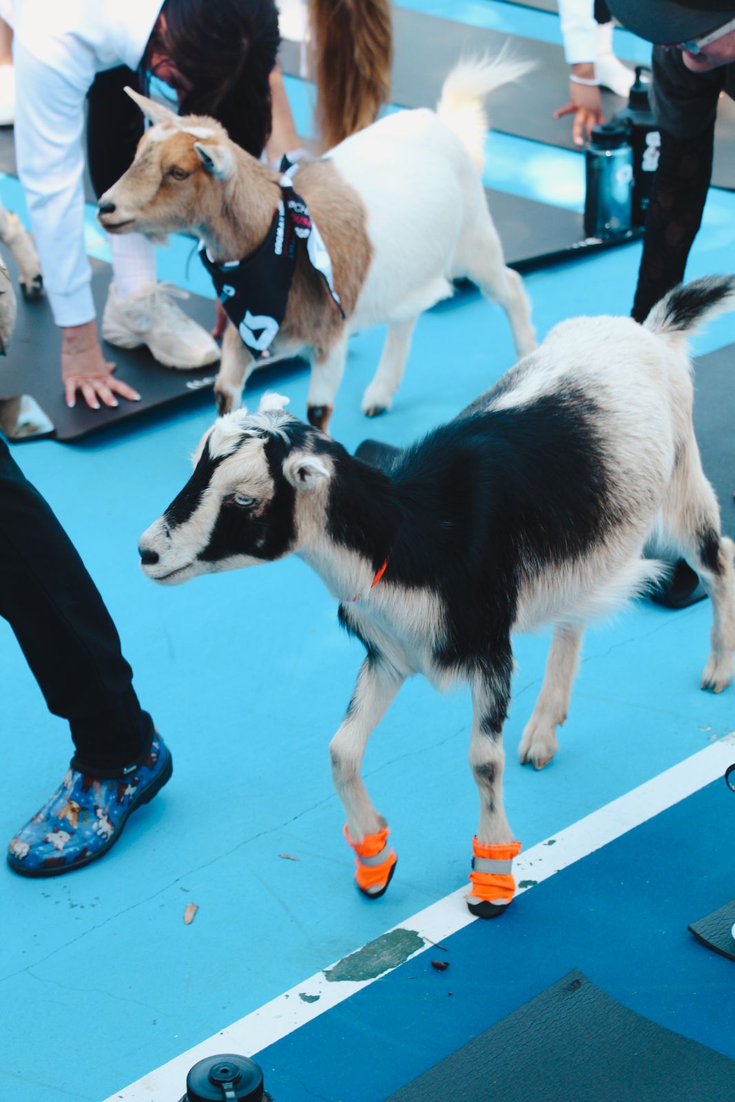 Goat yoga session on the pickleball court at the Stripchat House Hollywood, goats climbing on cast members' backs