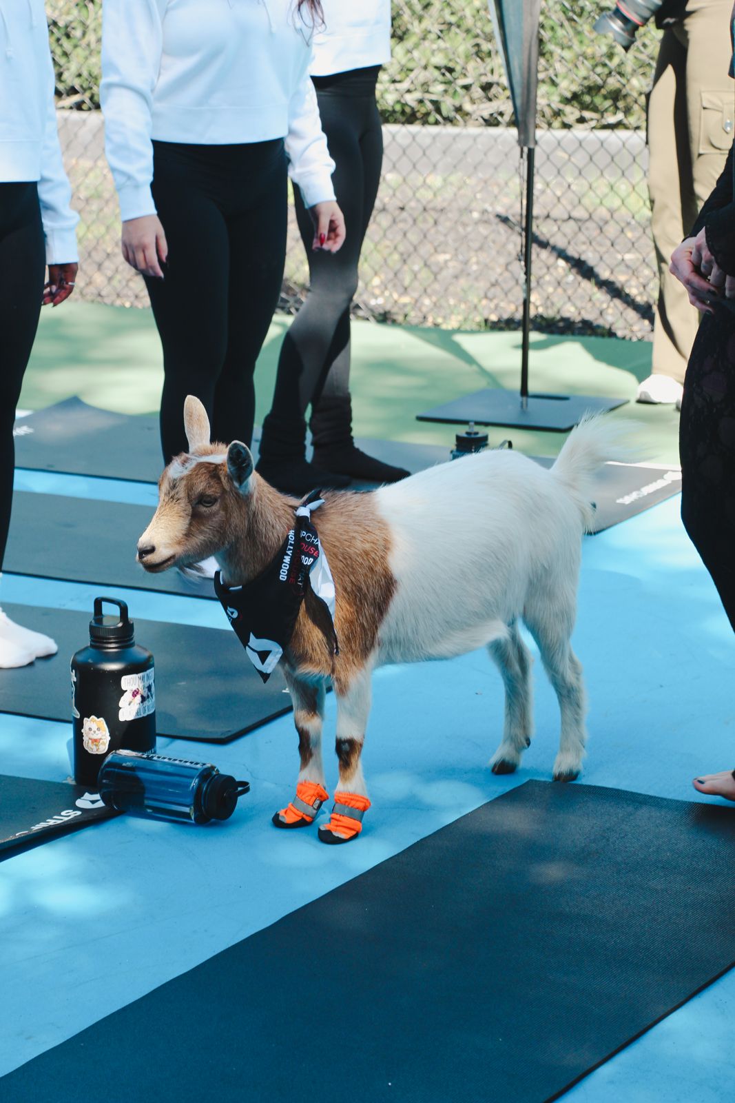 Goat yoga session on the pickleball court at the Stripchat House Hollywood, goats climbing on cast members' backs