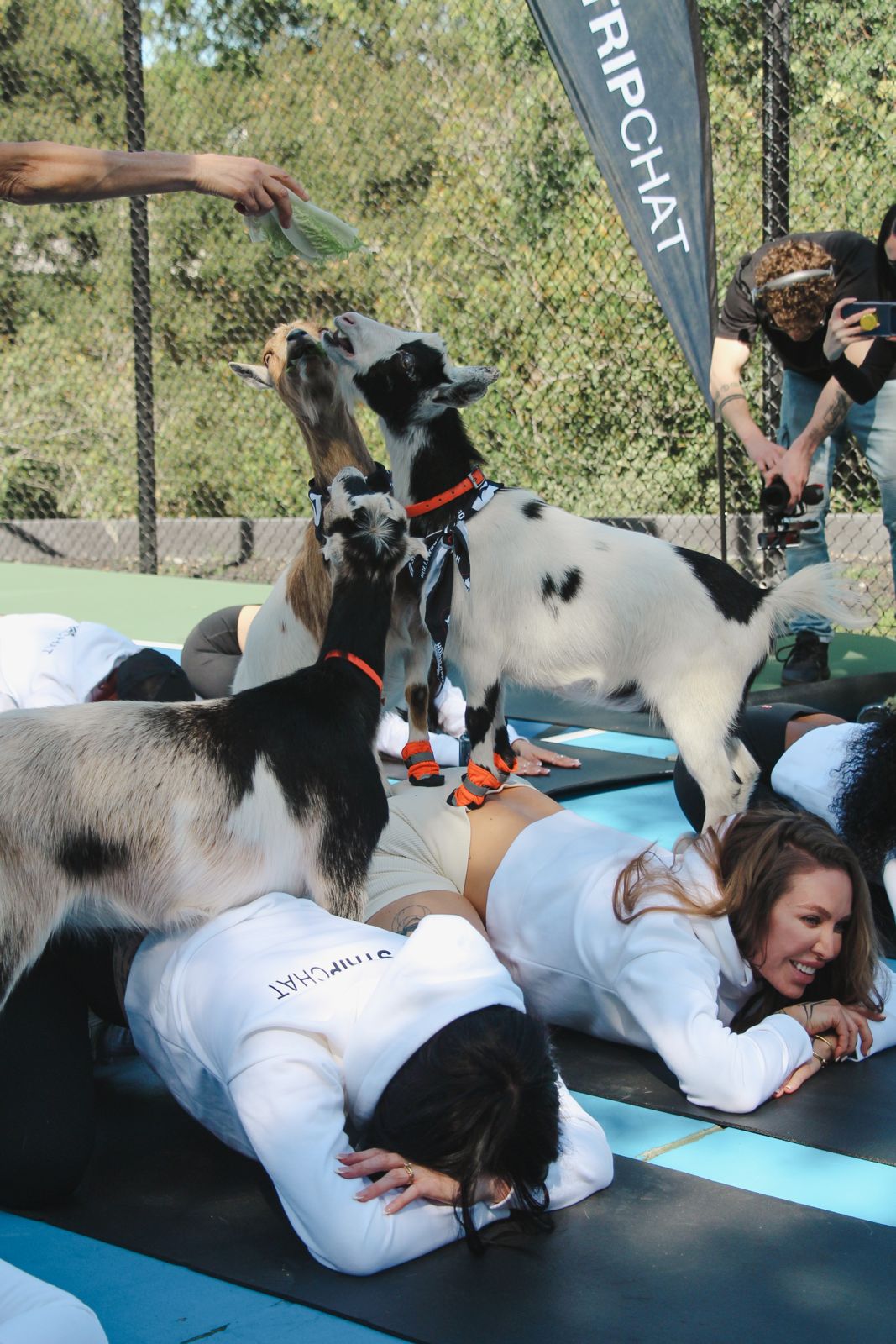 Goat yoga session on the pickleball court at the Stripchat House Hollywood, goats climbing on cast members' backs