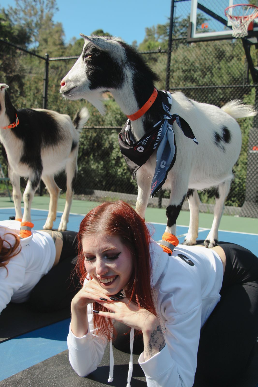 Goat yoga session on the pickleball court at the Stripchat House Hollywood, goats climbing on cast members' backs