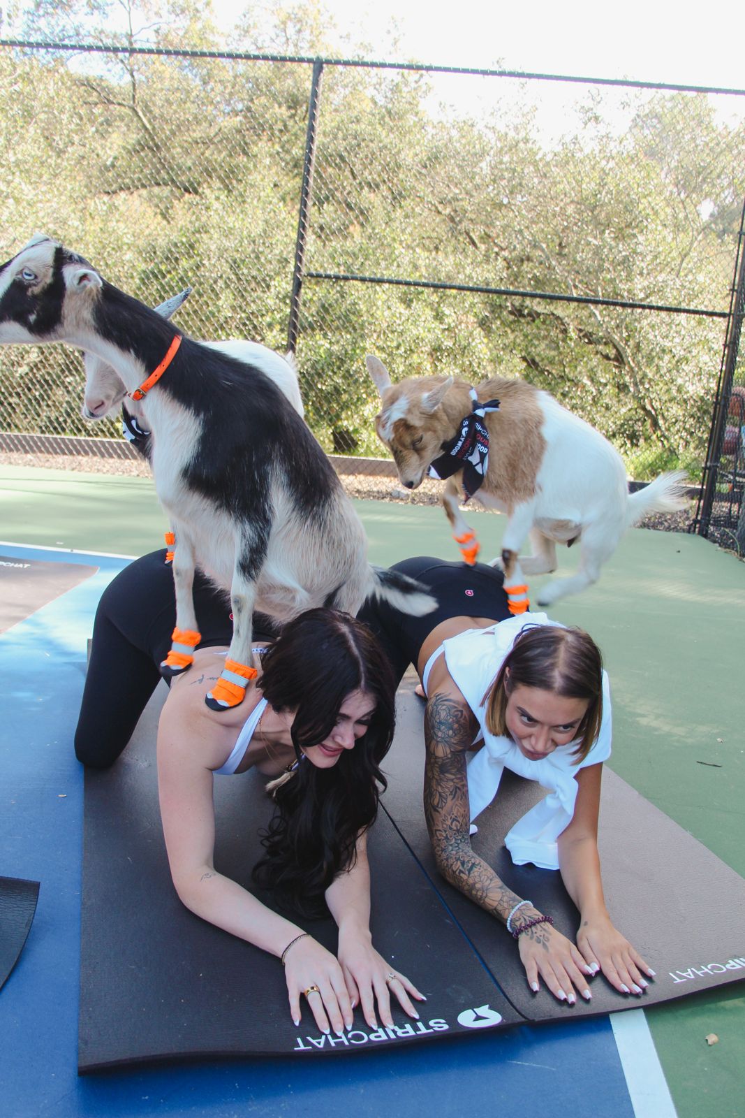 Goat yoga session on the pickleball court at the Stripchat House Hollywood, goats climbing on cast members' backs