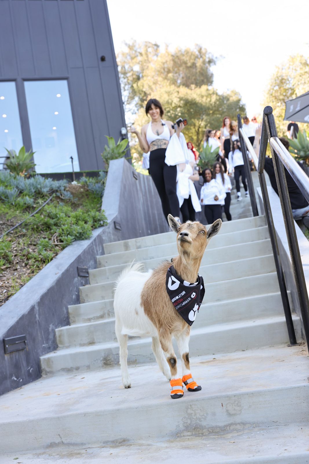 Goat yoga session on the pickleball court at the Stripchat House Hollywood, goats climbing on cast members' backs