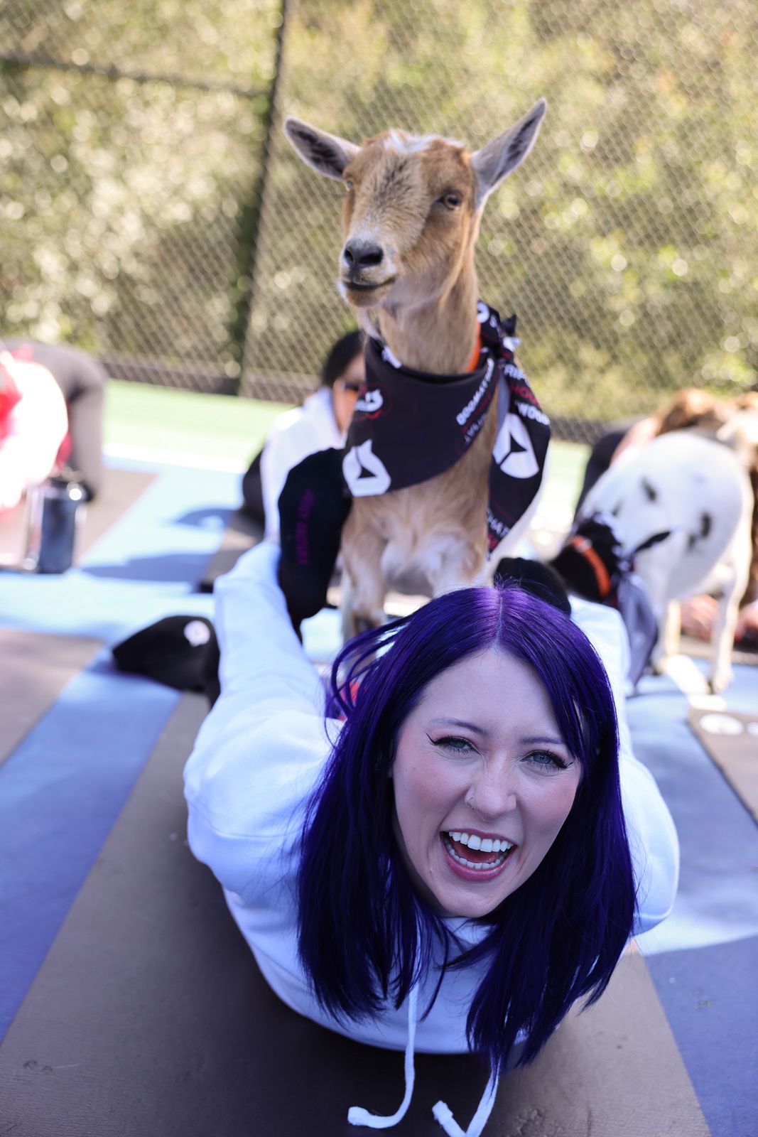 Goat yoga session on the pickleball court at the Stripchat House Hollywood, goats climbing on cast members' backs