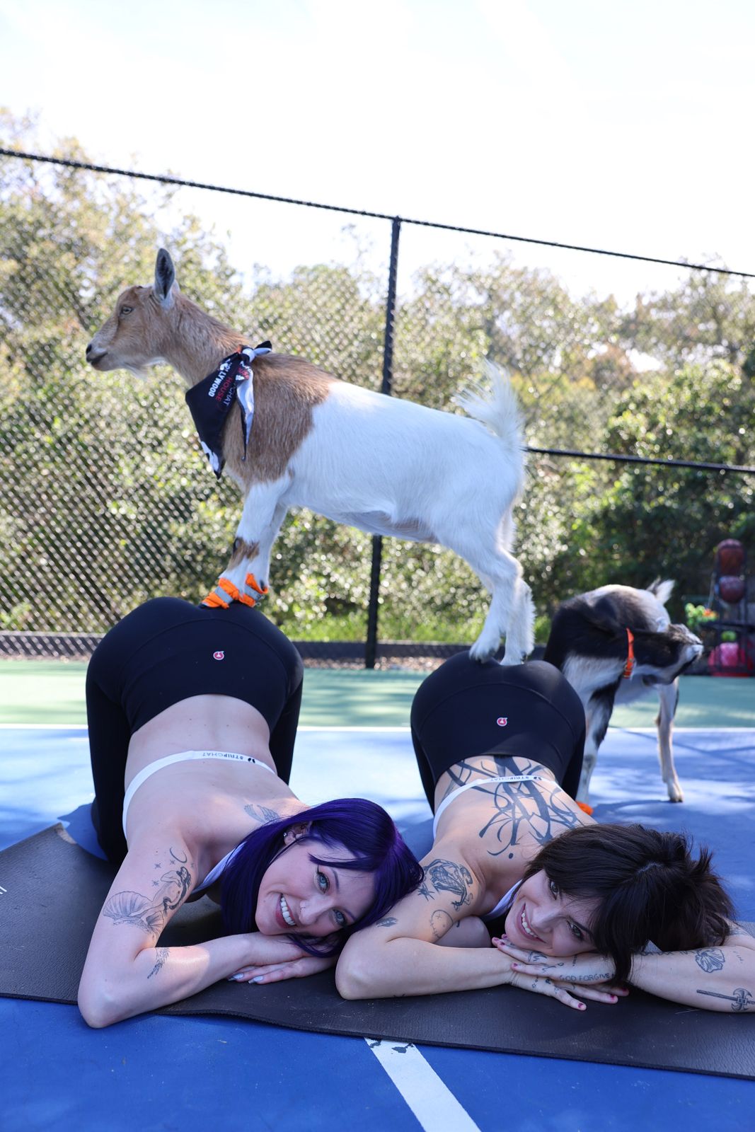 Goat yoga session on the pickleball court at the Stripchat House Hollywood, goats climbing on cast members' backs