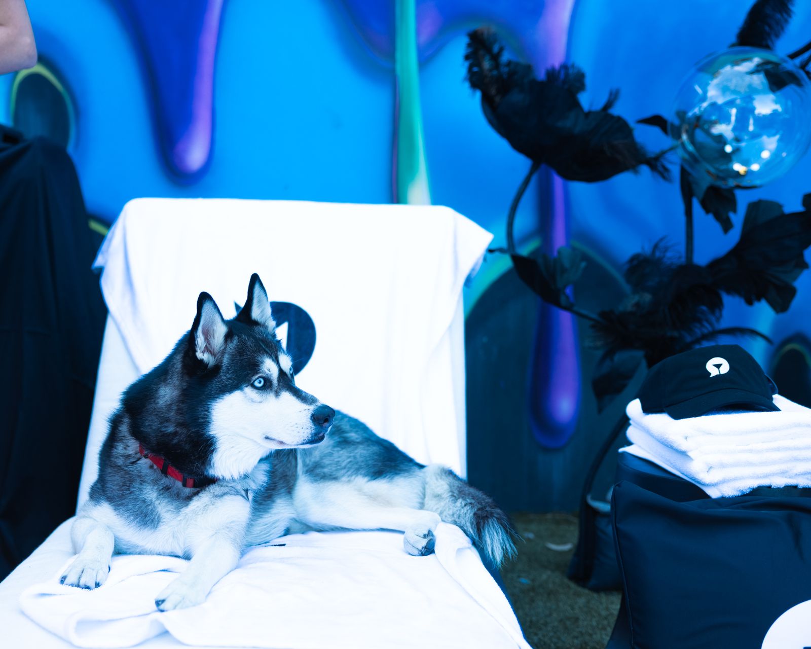 The house husky makes an appearance on the red carpet at the Stripchat House Hollywood